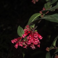 Cestrum elegans (Brongn. ex Neumann) Schltdl.